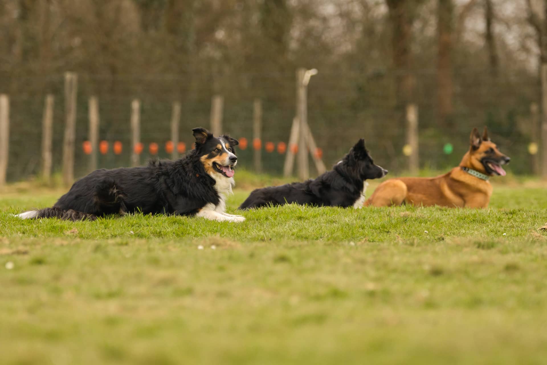 209A5959 resultat iilxyu