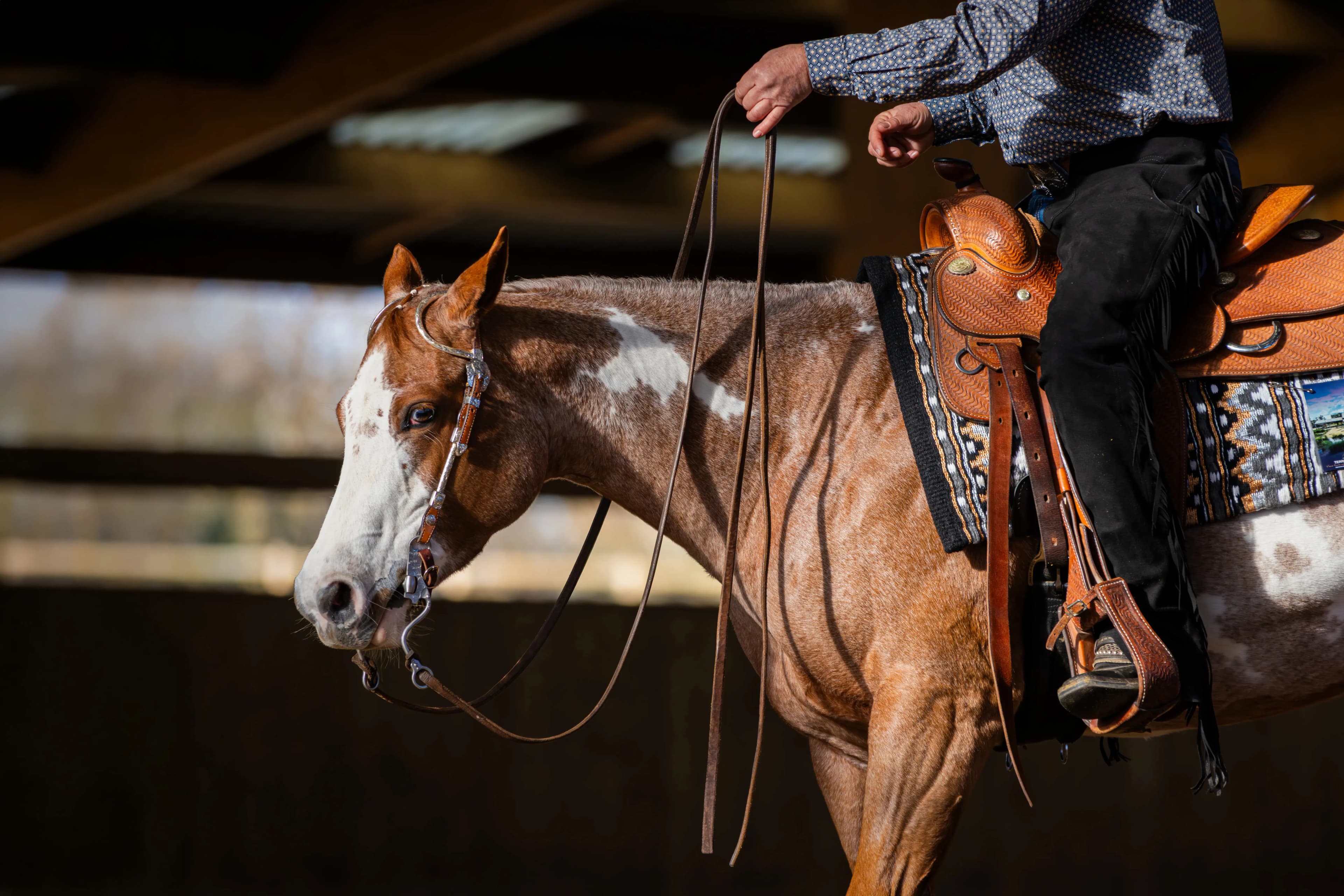 Photographie sportive animalière