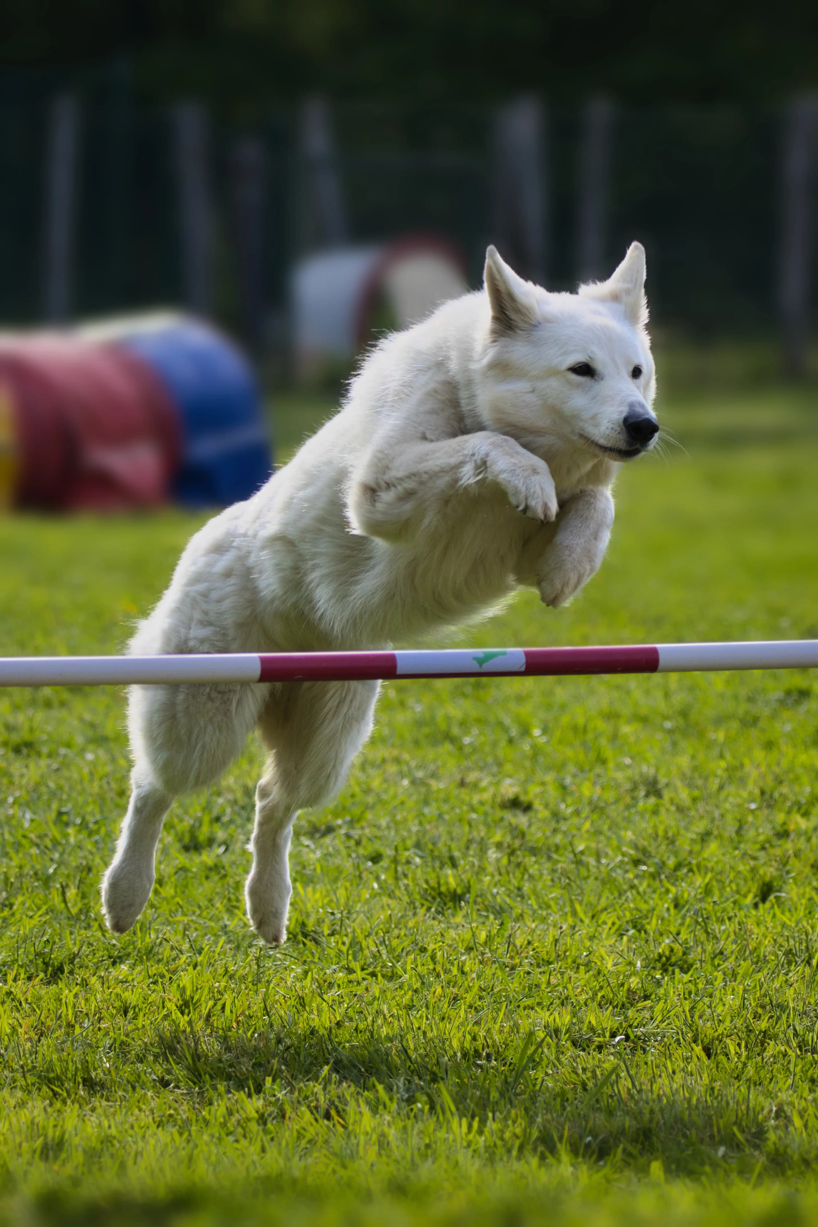 Photo sportive