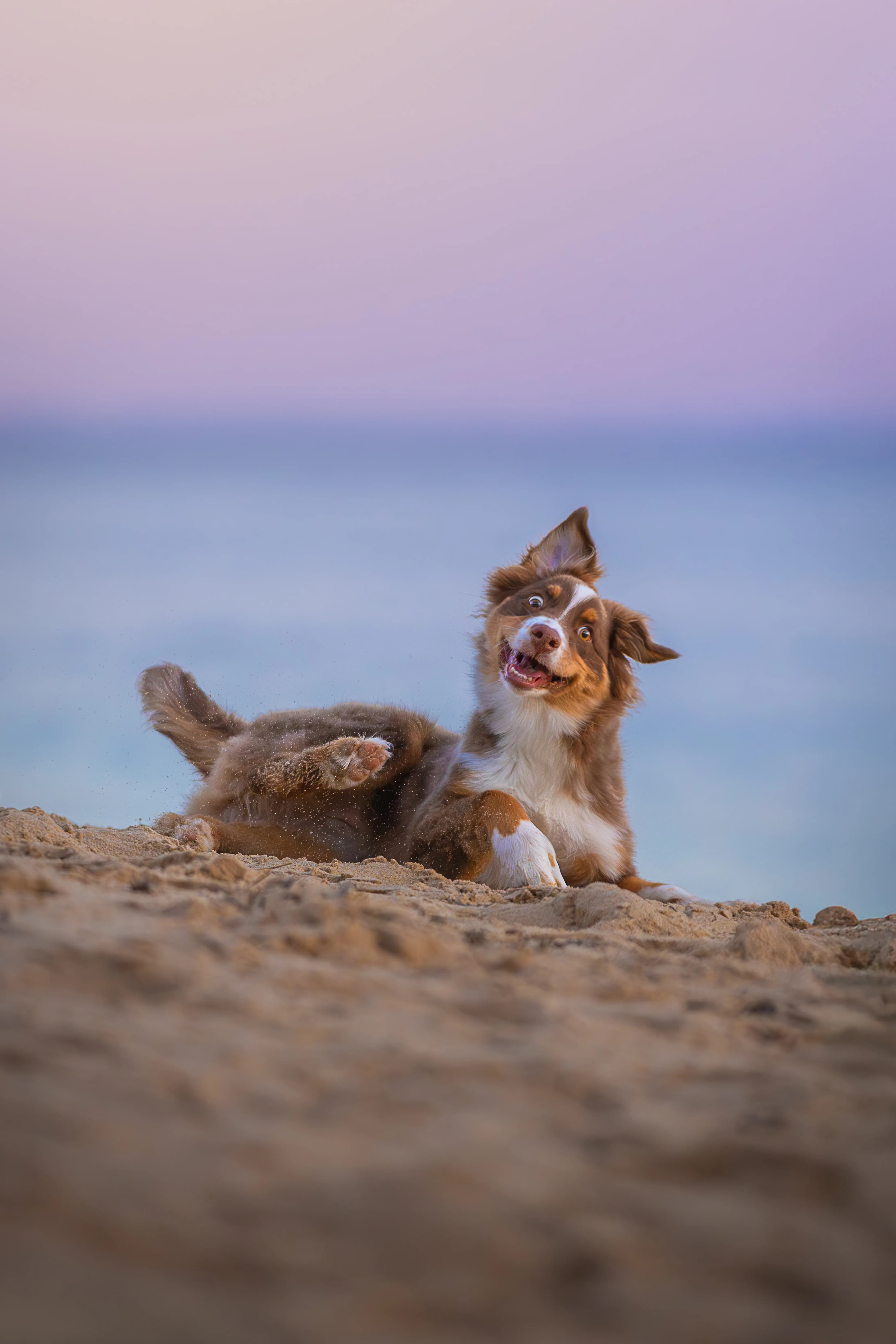 Animaux