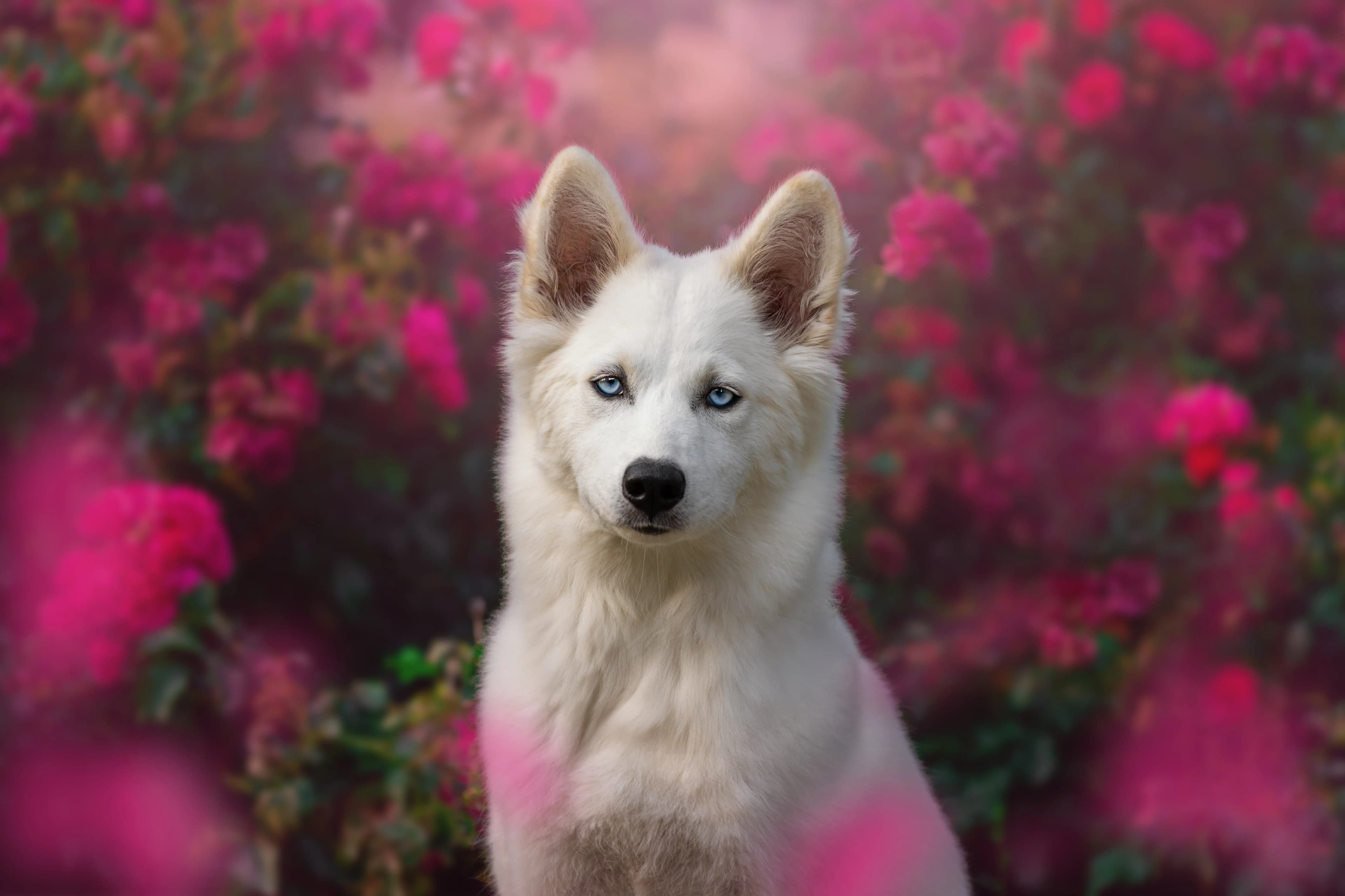 Séance photo avec un chien en extérieur