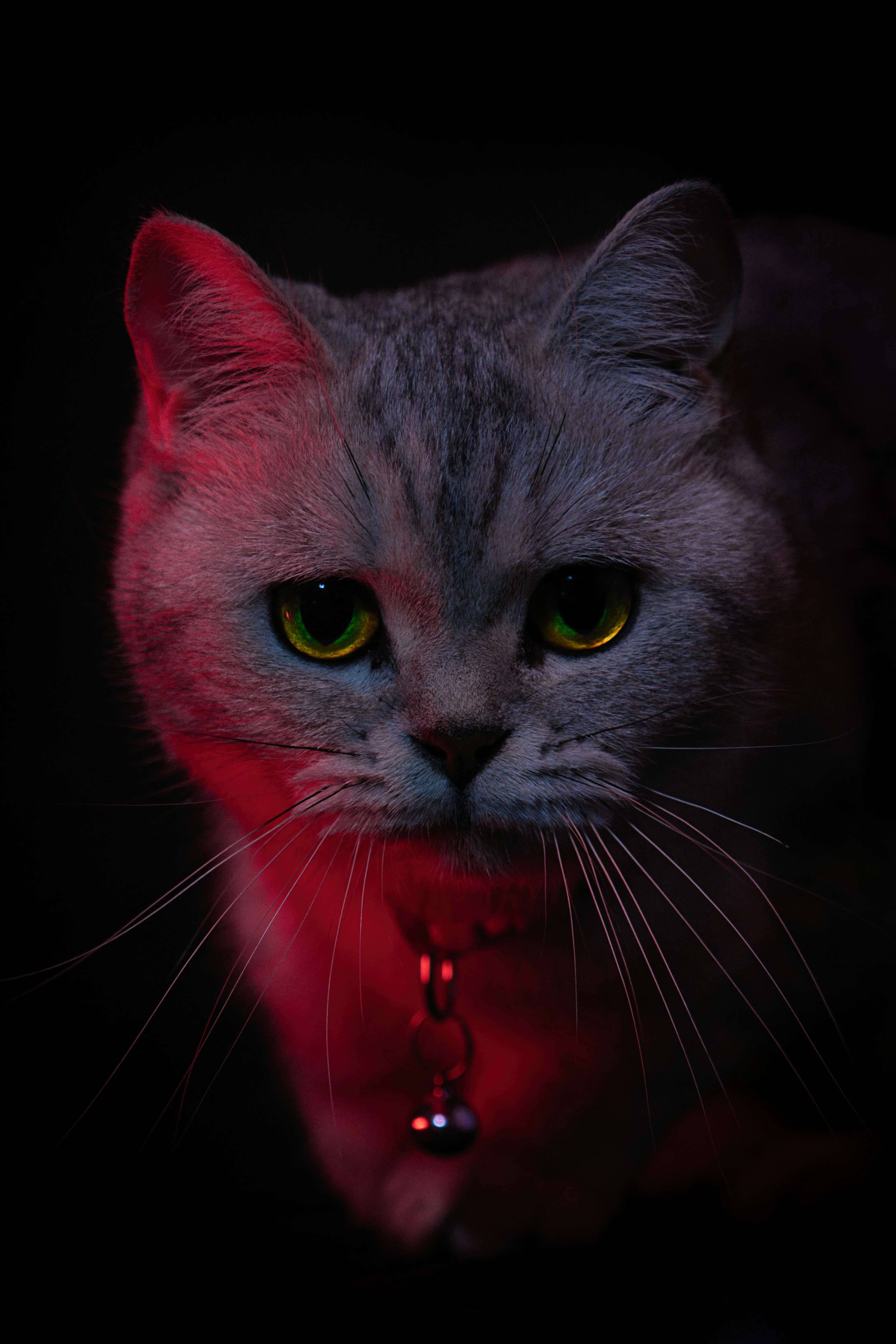 Portrait studio