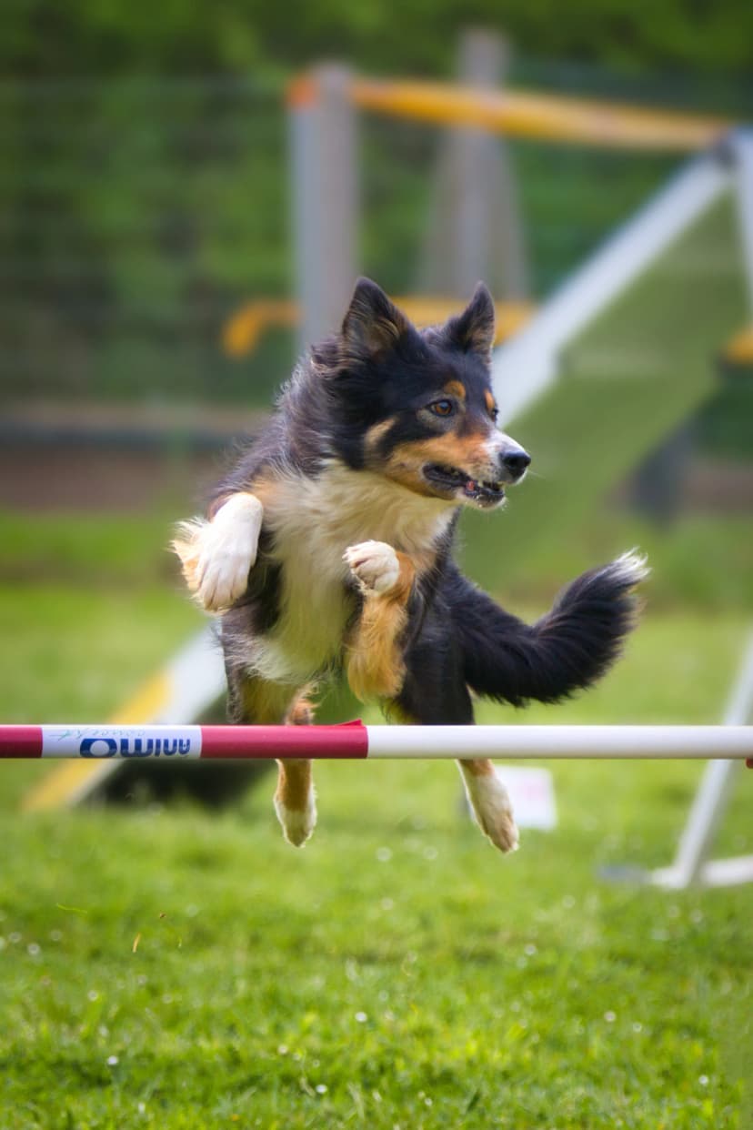 chien sautant un obstacle lors d'une compétition d'agility