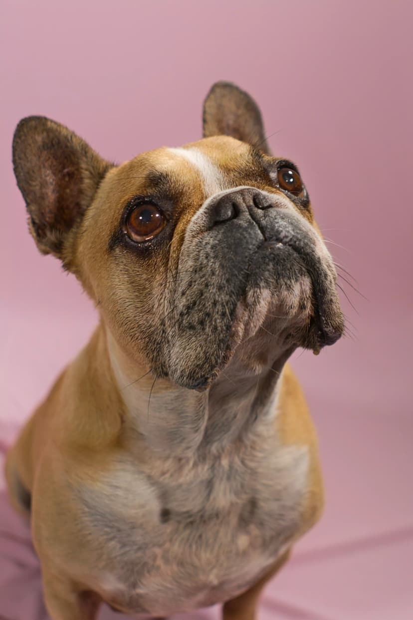 chien lors d'une séance photo en studio