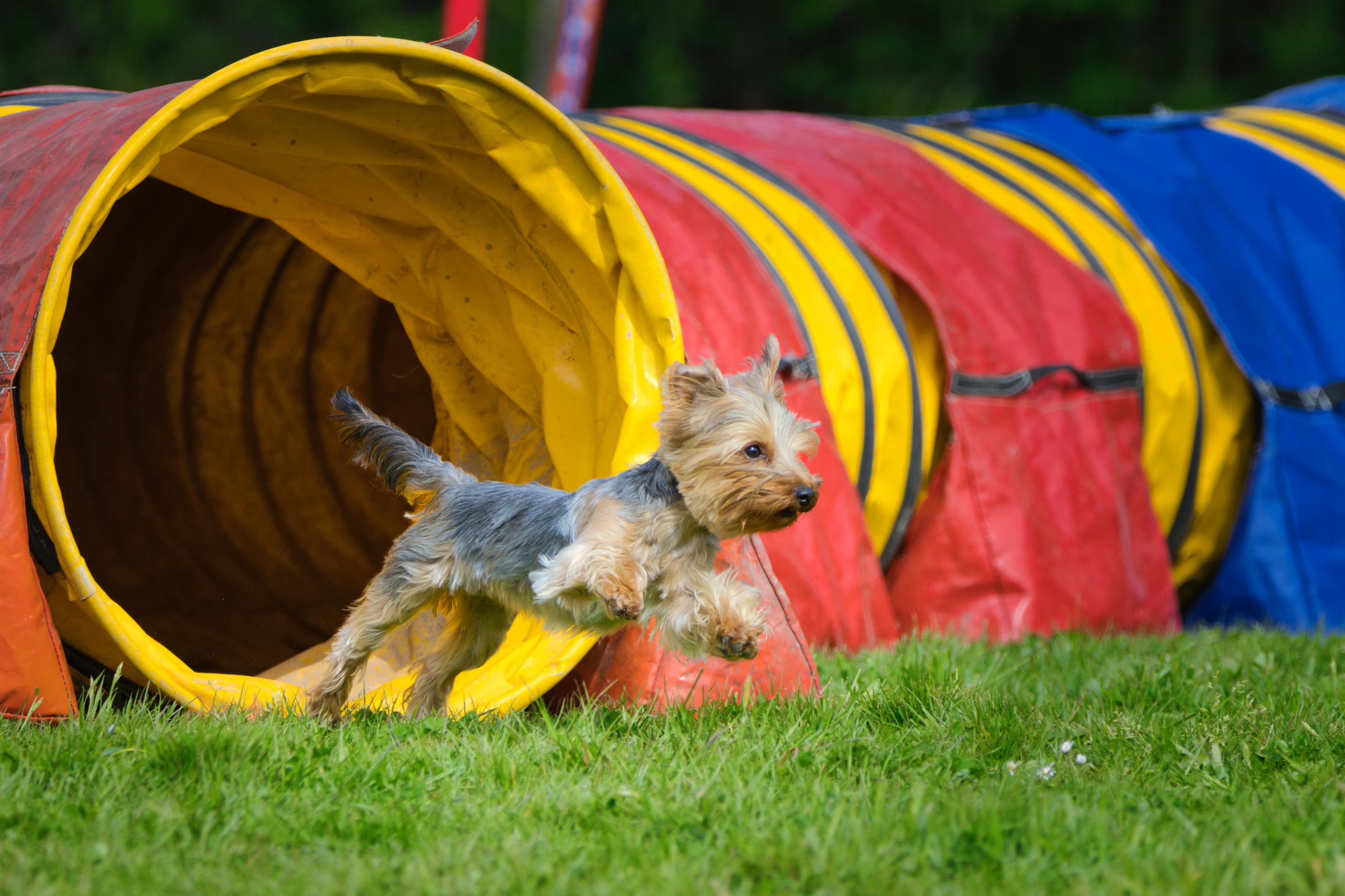Photographie sportive animalière